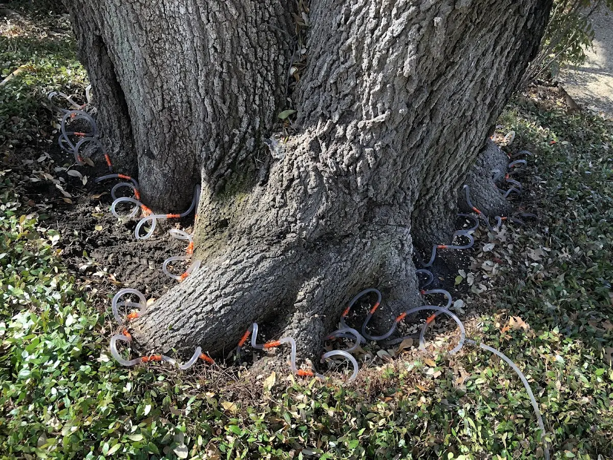 Detailed Tree Cabling and Bracing job site in Slemp