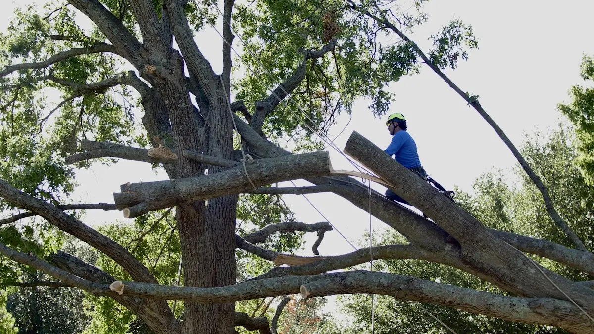 Professional Hazardous Tree Removal performed by certified arborists in Slemp