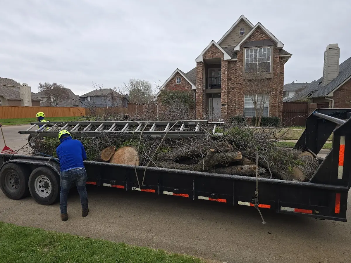 Expert Tree Pest Control with proper safety equipment in Slemp